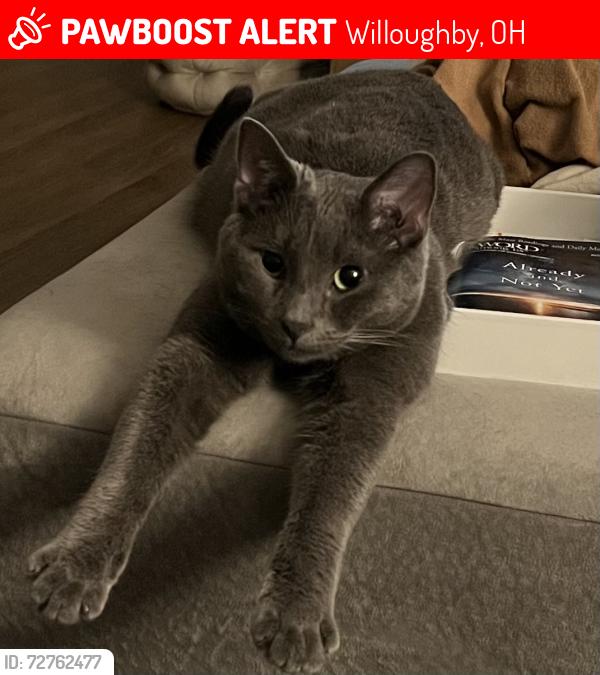 Lost Male Cat last seen Tamarac Blvd., Willoughby, OH 44094