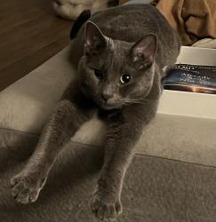Lost Male Cat last seen Tamarac Blvd., Willoughby, OH 44094
