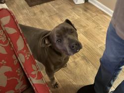 Lost Male Dog last seen Near Winberry streer, Arlington, TN 38002