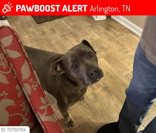 Lost Male Dog last seen Near Winberry streer, Arlington, TN 38002