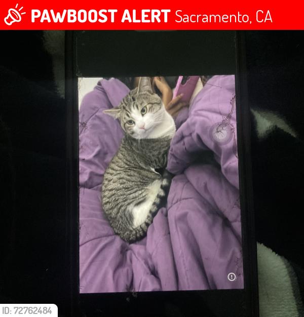 Lost Male Cat last seen Edginer ave, Sacramento, CA 95822