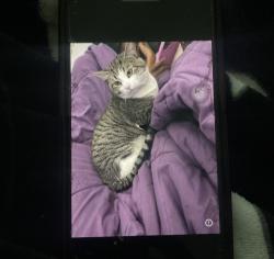 Lost Male Cat last seen Edginer ave, Sacramento, CA 95822