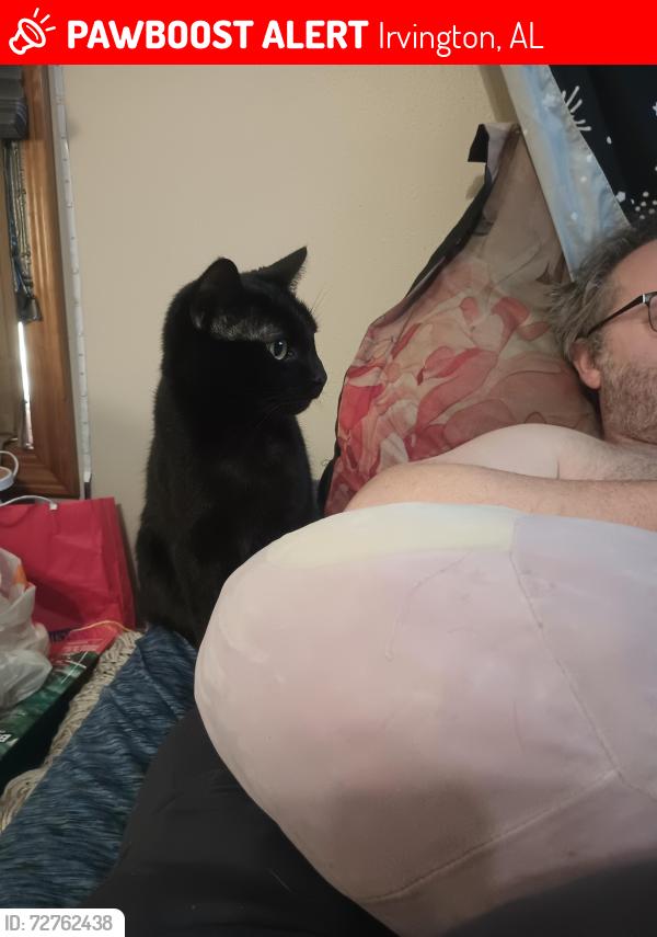 Lost Female Cat last seen Cook Ave, Cleveland Ave, Irvington, AL 36544