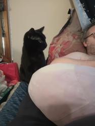 Lost Female Cat last seen Cook Ave, Cleveland Ave, Irvington, AL 36544