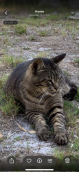 Lost Male Cat last seen 22st Ave n and 1st street, St. Petersburg, FL 33704