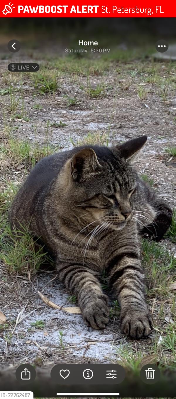 Lost Male Cat last seen 22st Ave n and 1st street, St. Petersburg, FL 33704