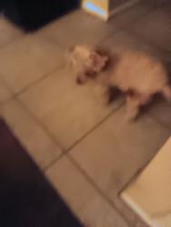 Lost Male Dog last seen Near ave and deervally, Phoenix, AZ 85027