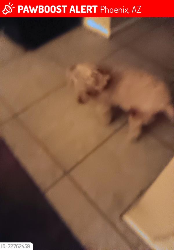 Lost Male Dog last seen Near ave and deervally, Phoenix, AZ 85027