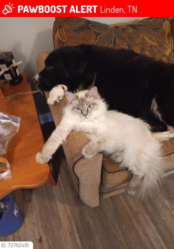 Lost Male Cat last seen Highway 100, Linden, TN 37096