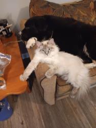 Lost Male Cat last seen Highway 100, Linden, TN 37096