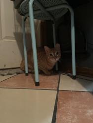 Found/Stray Unknown Cat last seen Pennsylvania ave near I 240, Oklahoma City, OK 73139
