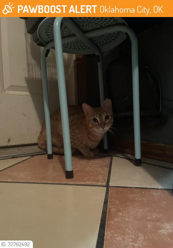 Found/Stray Unknown Cat last seen Pennsylvania ave near I 240, Oklahoma City, OK 73139
