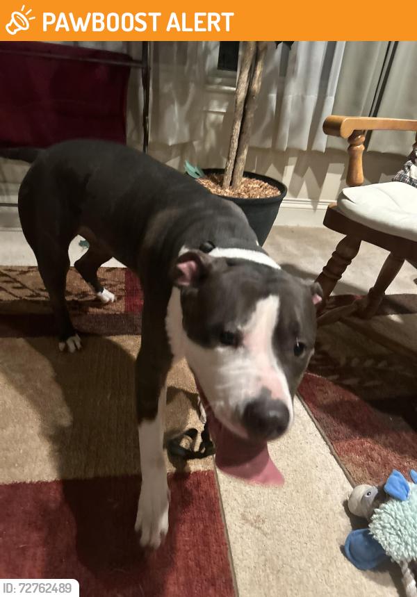 Found/Stray Female Dog last seen Counselor rd & hwy 234, Prince William County, VA 20112