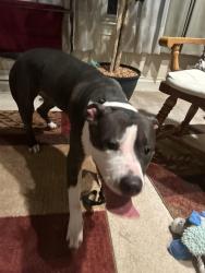 Found/Stray Female Dog last seen Counselor rd & hwy 234, Prince William County, VA 20112