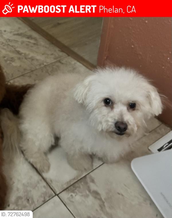 Lost Female Dog last seen Duncan and corton st, Phelan, CA 92371