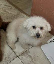 Lost Female Dog last seen Duncan and corton st, Phelan, CA 92371