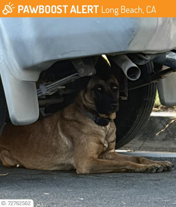 Found/Stray Unknown Dog last seen Butler Ave and 69th St., Long Beach, CA 90805