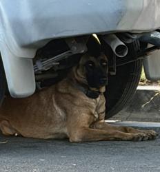 Found/Stray Unknown Dog last seen Butler Ave and 69th St., Long Beach, CA 90805