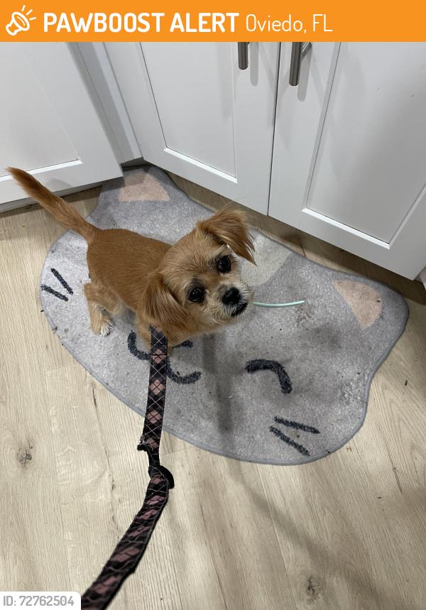 Found/Stray Female Dog last seen Seminole creek Dr. and Lockwood , Oviedo, FL 32765