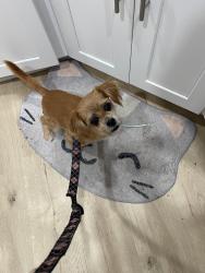 Found/Stray Female Dog last seen Seminole creek Dr. and Lockwood , Oviedo, FL 32765