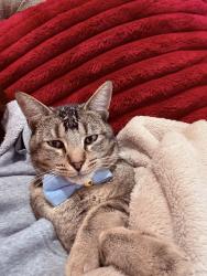Lost Male Cat last seen Marin and Arkansas st, Vallejo, CA 94590