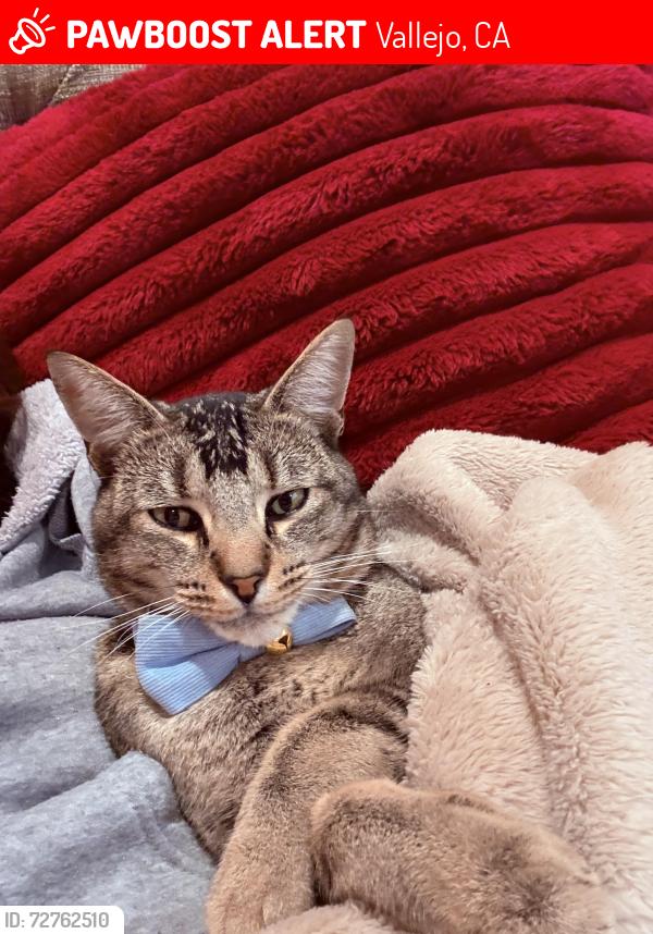 Lost Male Cat last seen Marin and Arkansas st, Vallejo, CA 94590