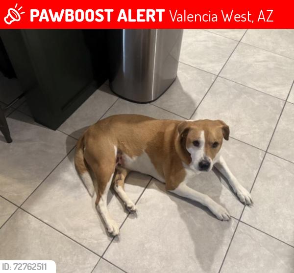 Lost Female Dog last seen W Valencia Rd and Valhalla Rd , Valencia West, AZ 85757