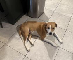 Lost Female Dog last seen W Valencia Rd and Valhalla Rd , Valencia West, AZ 85757