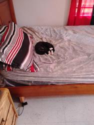 Lost Male Cat last seen moyewood area, Greenville, NC 27834