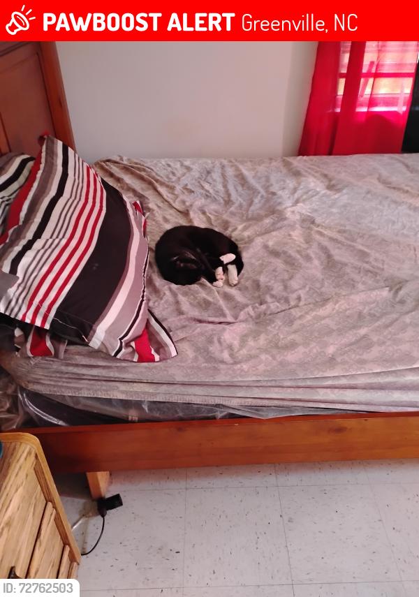 Lost Male Cat last seen moyewood area, Greenville, NC 27834