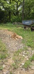 Lost Female Cat last seen Gary, 414, Coyote Flats, TX 76059