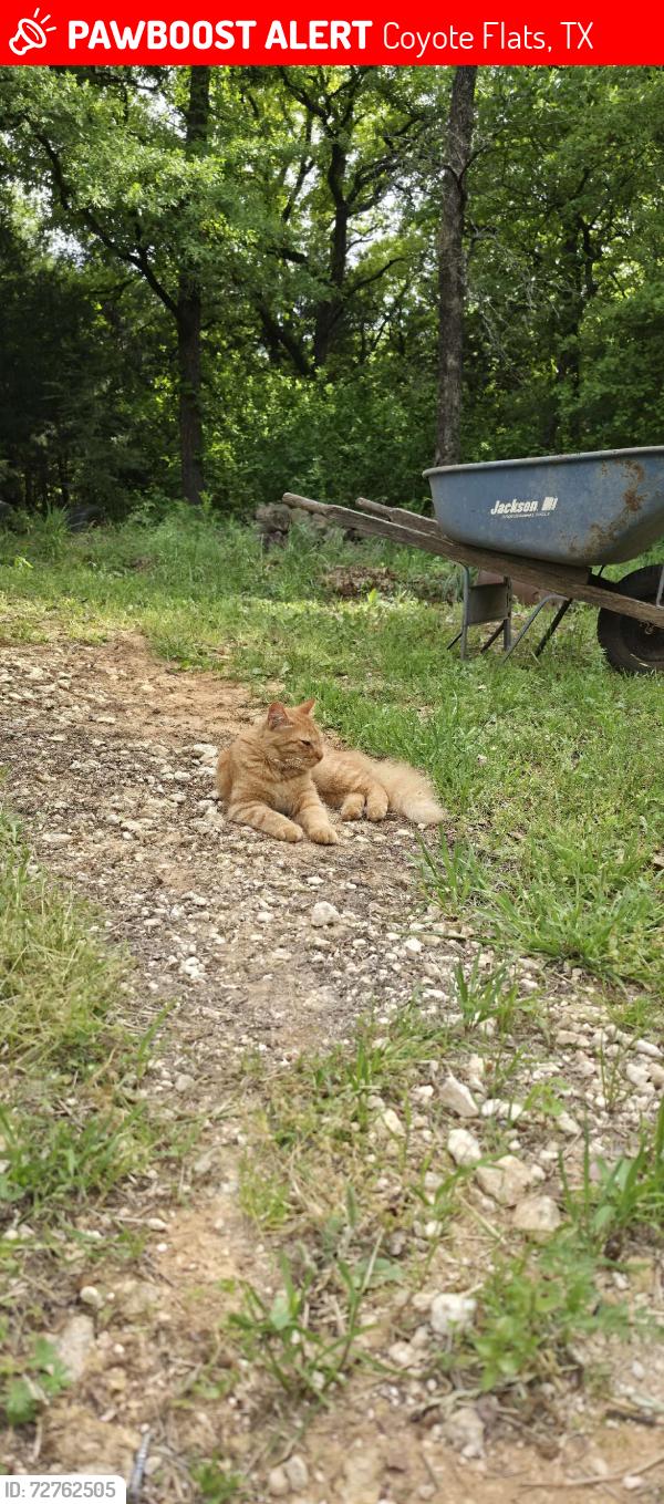 Lost Female Cat last seen Gary, 414, Coyote Flats, TX 76059