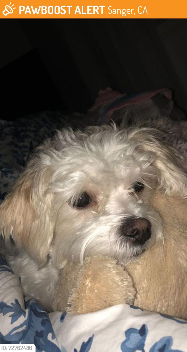 Found/Stray Male Dog last seen Academy Ave , Sanger, CA 93657