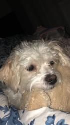 Found/Stray Male Dog last seen Academy Ave , Sanger, CA 93657