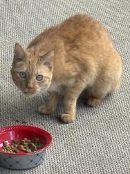 Found/Stray Unknown Cat last seen Curtis and Anna, Boise, ID 83709