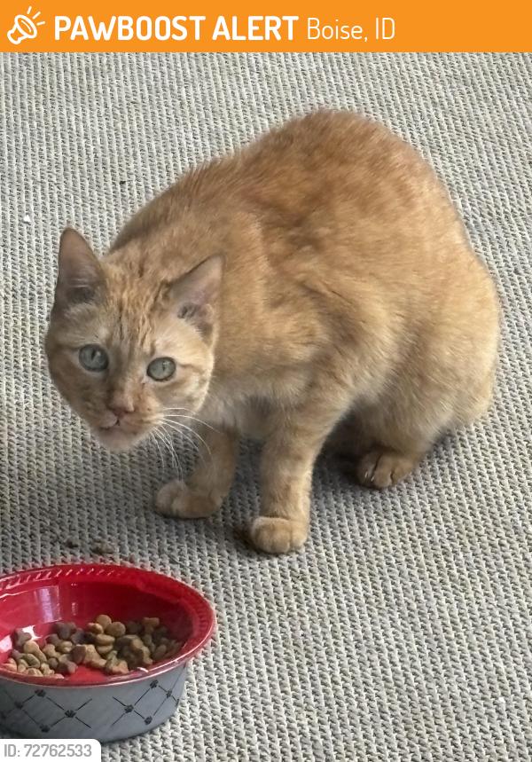 Found/Stray Unknown Cat last seen Curtis and Anna, Boise, ID 83709