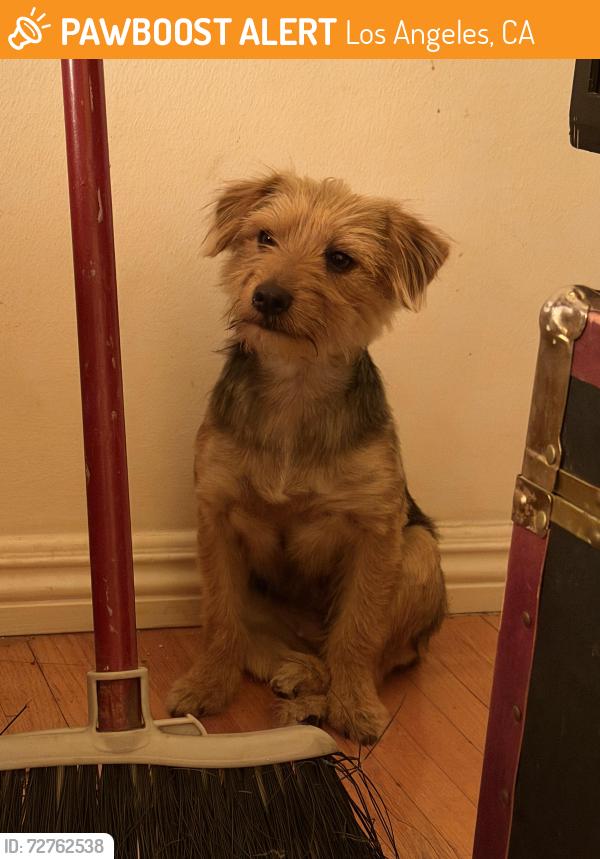 Found/Stray Female Dog last seen Alameda and temple , Los Angeles, CA 90012