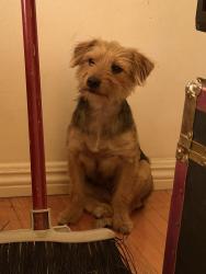 Found/Stray Female Dog last seen Alameda and temple , Los Angeles, CA 90012
