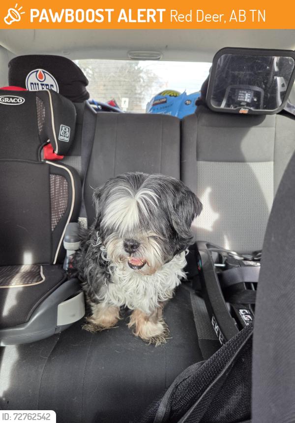 Found/Stray Unknown Dog last seen Joseph Welsh school, Red Deer, AB T4N