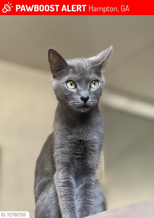 Lost Female Cat last seen Near Flagestaff Dr, Hampton, GA 30228