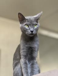 Lost Female Cat last seen Near Flagestaff Dr, Hampton, GA 30228
