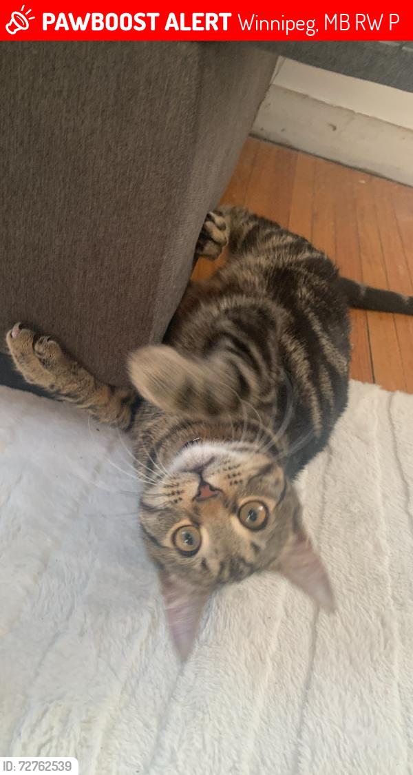 Lost Male Cat last seen Inkster , Winnipeg, MB R2W 0P3