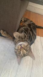 Lost Male Cat last seen Inkster , Winnipeg, MB R2W 0P3
