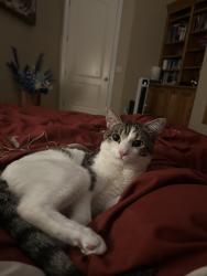 Lost Male Cat last seen Periwinkle and Mantelli, Gilroy, CA 95020