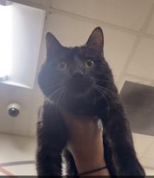 Lost Male Cat last seen Uptown buildings, Minneapolis, MN 55408