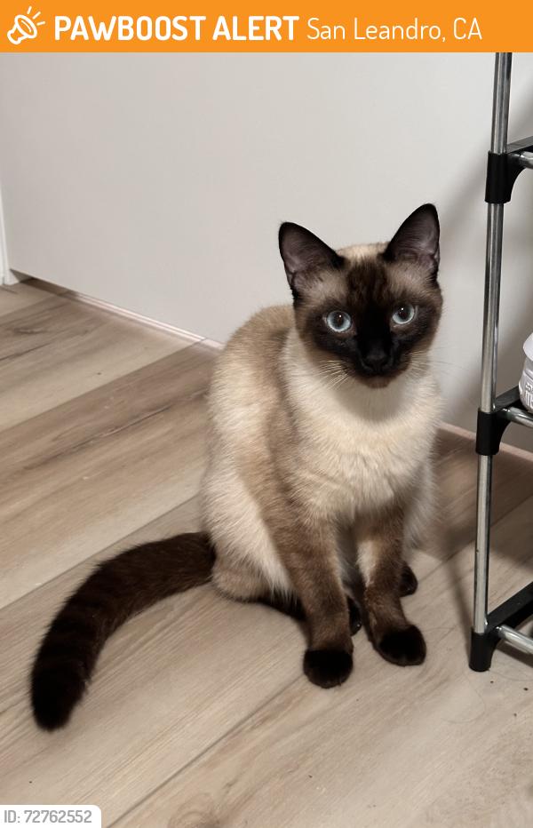 Found/Stray Unknown Cat last seen memorial park san leandro, CA, San Leandro, CA 94577