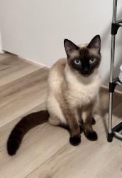 Found/Stray Unknown Cat last seen memorial park san leandro, CA, San Leandro, CA 94577