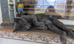 Lost Female Cat last seen Lema, Gretna, Eileen, Spring Hill, FL 34609