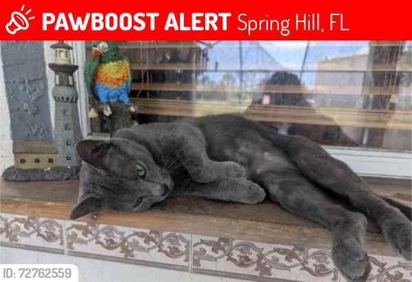 Lost Female Cat last seen Lema, Gretna, Eileen, Spring Hill, FL 34609