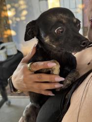 Found/Stray Female Dog last seen York and Harding St, Escondido, CA 92027